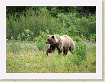 Alaska 076 * This grazing grizzly greeted us to the Yukon Territory during our drive to the put-in. We were fortunate to be able to view it from a safe distance from within our school bus. See movie also. * This grazing grizzly greeted us to the Yukon Territory during our drive to the put-in. We were fortunate to be able to view it from a safe distance from within our school bus. See movie also. * 2816 x 2112 * (2.75MB)